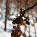 Vignes neige Chardonne - 012